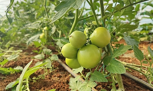 Eyyübiye Sera Kent'te Büyüme Öncesi Hazırlık