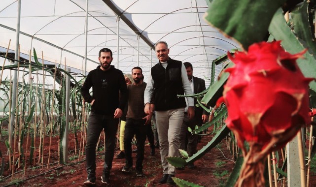 Şanlıurfa’da İlk Kez Eyyübiye’de Yetiştirildi (video)