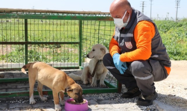 Şanlıurfa Büyükşehir Belediyesi sokak hayvanları için mama üretimine başladı