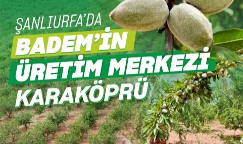 Şanlıurfa’da bademin üretim merkezi Karaköprü (Video)