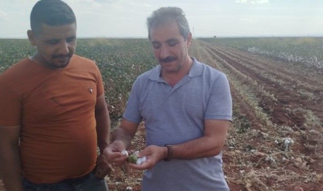 Şanlıurfa’da Pamuk Zararlısı Tehlikesi Kapıda!