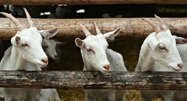 Ceylanpınar’da TİGEM’den Önemli İhale Duyurusu!