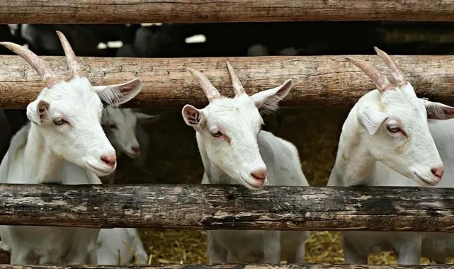 Ceylanpınar’da TİGEM’den Önemli İhale Duyurusu!