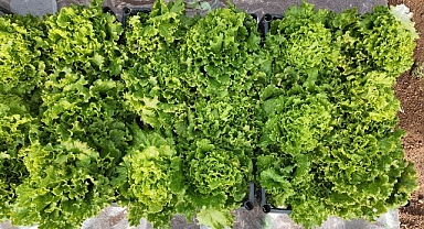 Şanlıurfa Seralarında Yetiştirilen Sebzeler Dar Gelirliye Umut Oldu!