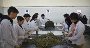 Siverek’te Öğrenciler Tıbbi Bitkileri Uygulamalı Öğreniyor!