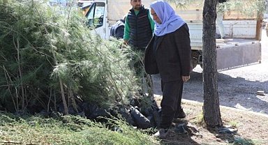 Şanlıurfa Viranşehir’de Park Ve Bahçeler Ekiplerinden Yeşil Dokunuş