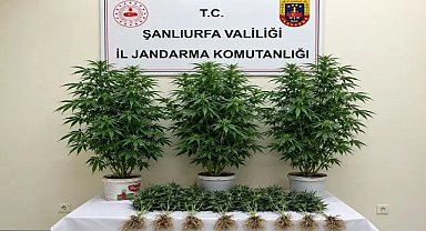 Bozova’da Jandarmadan Kenevir Operasyonu: 1 Kişi Gözaltında