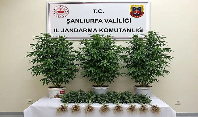 Bozova’da Jandarmadan Kenevir Operasyonu: 1 Kişi Gözaltında